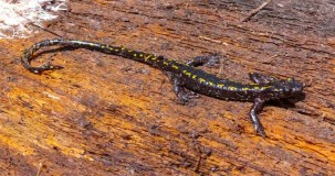 Semender ne kadar yaşar?