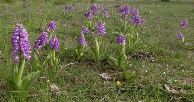 Salep bitkisi neye benzer?